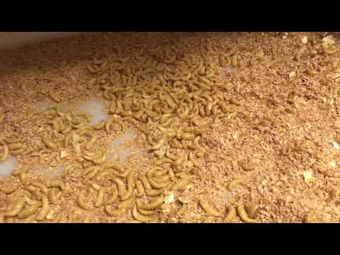 Video: Prevence červů „opuštěním“