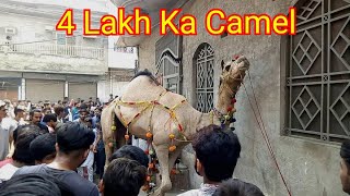 4 Lakh ka Camel Camel Qurbani 2020 Professional Qasai | Maja Qasai