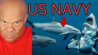 Dolphins Shread Great White Sharks