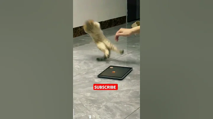 Watch the video about Funniest cat Videos🤣 #catshorts #mirror #catvideos #catsoftiktok #catsofyoutube #kittycat #catvideo