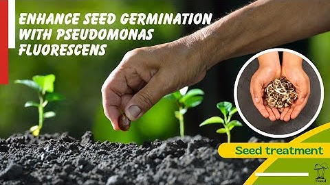 Enhancing seed germination with pseudomonas fluorescence treatment|seed treatment #farmingtips