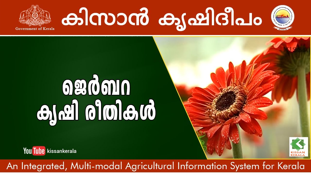 Cultivation of Gerbera