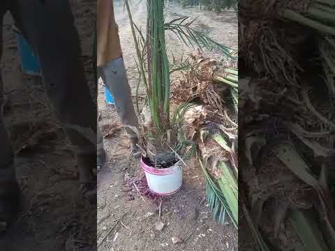 طريقة زراعة النخيل البرحى