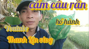 Cấm câu rắn hổ hành, một bữa cấm dính toàn rắn mi ni, Thanh Lên vlog #60 #ThanhLenvlog