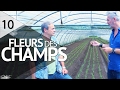 Les fleurs champtres  plantiste  pisode 10