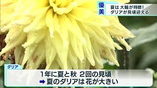 色鮮やかな大輪の花が見頃　東京・町田ダリア園