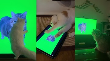 Cats React To Oiia Cat😹You Laugh You Lose 😂😹 Cat Brainrot 2025