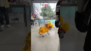 Quadruped robot learning lion dance – this rhythm is actually pretty good 🦁🤖 Pengcheng Low-Altitude