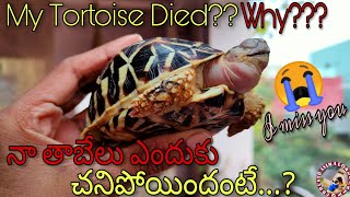 Tortoise died Why?What is my mistake??