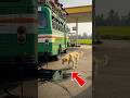 Golden Retriever Saves Bus Passengers' Lives #dog #goldenretriever #animals