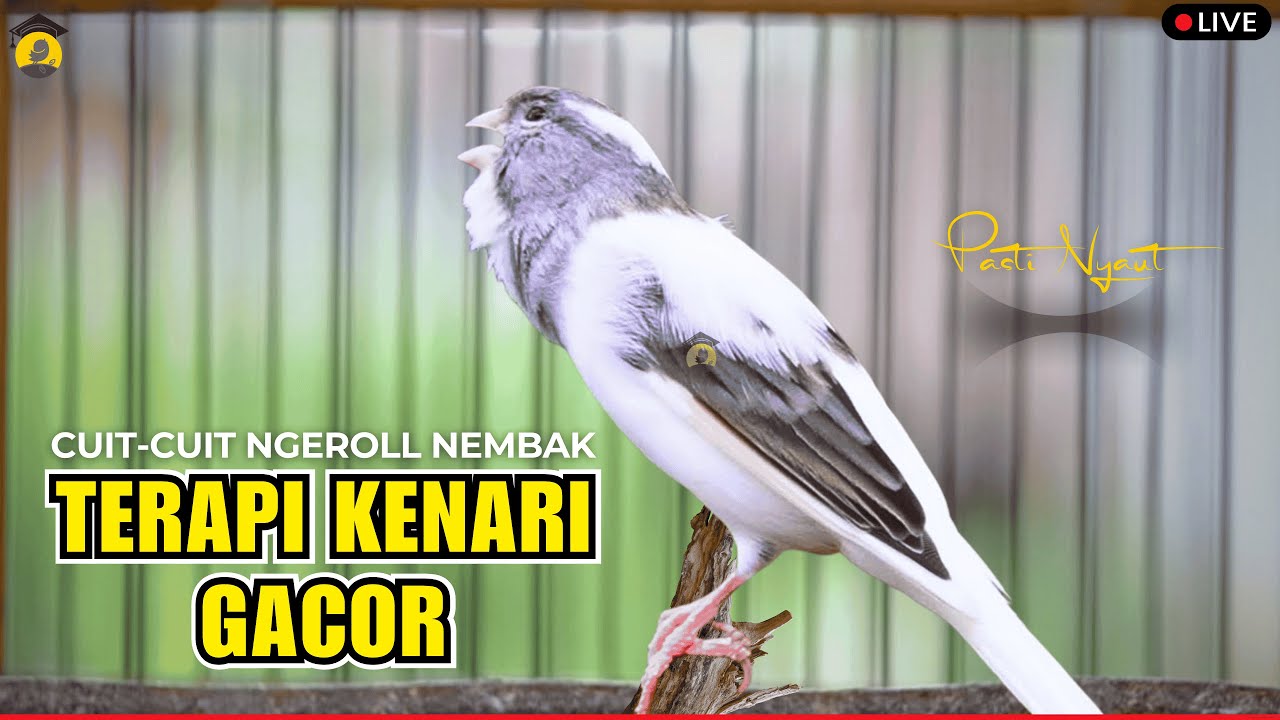 💯% RESPON‼️SUARA PANCINGAN KENARI PAUD CEPAT BELAJAR BUNYI NGERIWIK  - MASTERAN KENARI JUARA