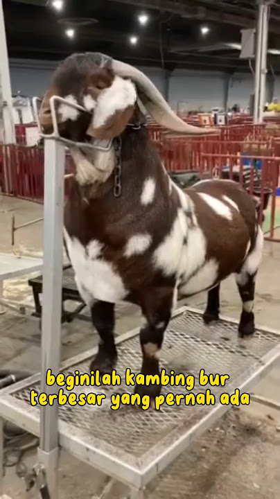 Kambing Boer Terbesar Di dunia #kambing #kambingboer