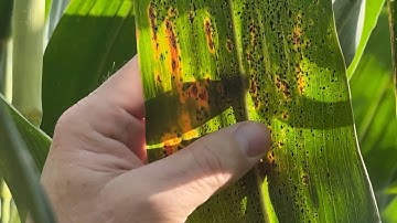 Day 3: Pro Farmer Crop Tour