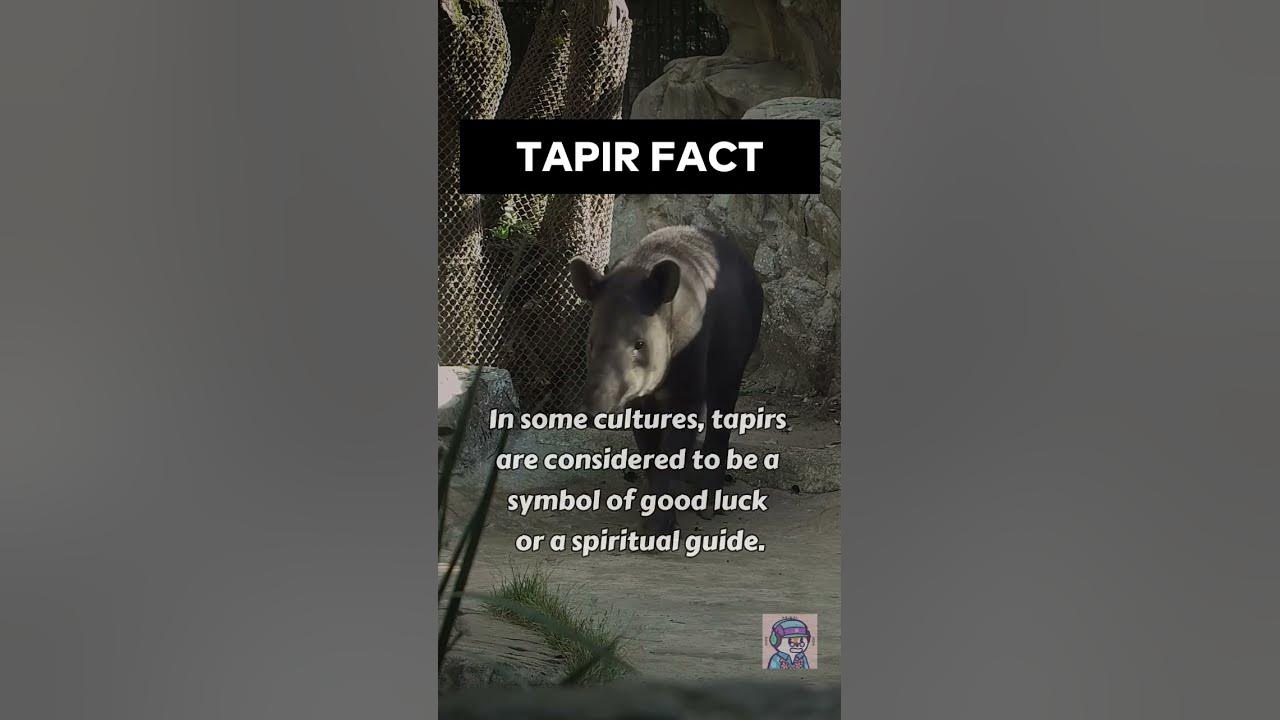 ANIMAL FACTS - TAPIR #shorts #animals #animalfacts #tapir #gentlegiant