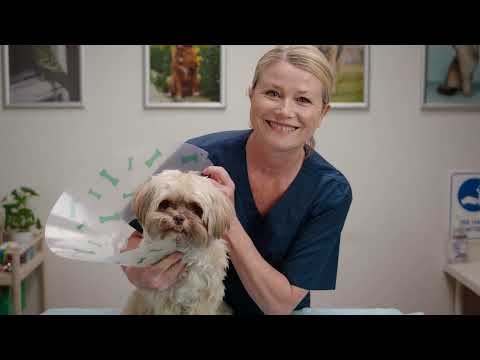 RSPCA Pet Insurance – Boss Dog TVC (30 Sec)