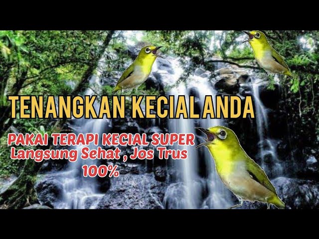 Terapi Kecial Kuning Lombok super jos class=