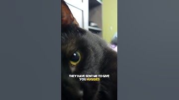 Send this to them😋 #cat #blackcat #leonthecatdad #funny #cute #adorable #relationship #friend
