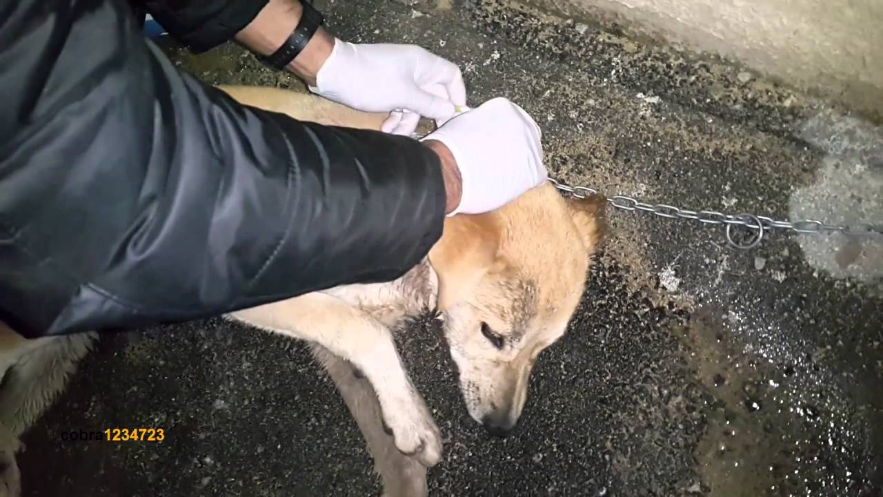 انقاذ كلب بحالة خطره جدا بعد ان اكل سم ولكن اصيب بالشلل مع جمال العمواسي