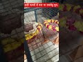 इन्हीं पत्थरों से बना था रामसेतु पुल 😱#foryou #ramsetu #rameshwaram #shorts