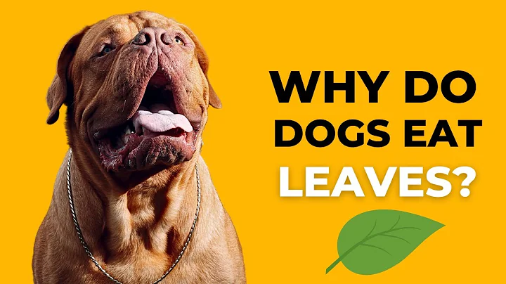 Why Do Dogs EAT Leaves? 🍁 🐶  (When to worry)
