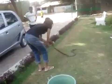 Girl catching king cobra with bare hands