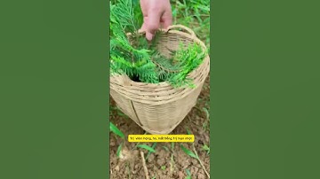 Ai bị rụng tóc thử áp dụng cây Trác Bá Diệp này nha #baithuochay #thuốcnam