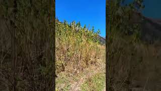 Waichin valley Trek(Malana )@himachalivlog9122 @Kailash.2007