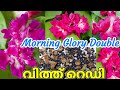 കട്ട Morning Glory Rare Variety വിത്ത് റെഡി 💓 Wayanadan Touch Garden Morning Glory Seed Sale