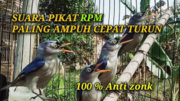 Suara Pikat Rambatan Paruh Merah (ANTI ZONK)