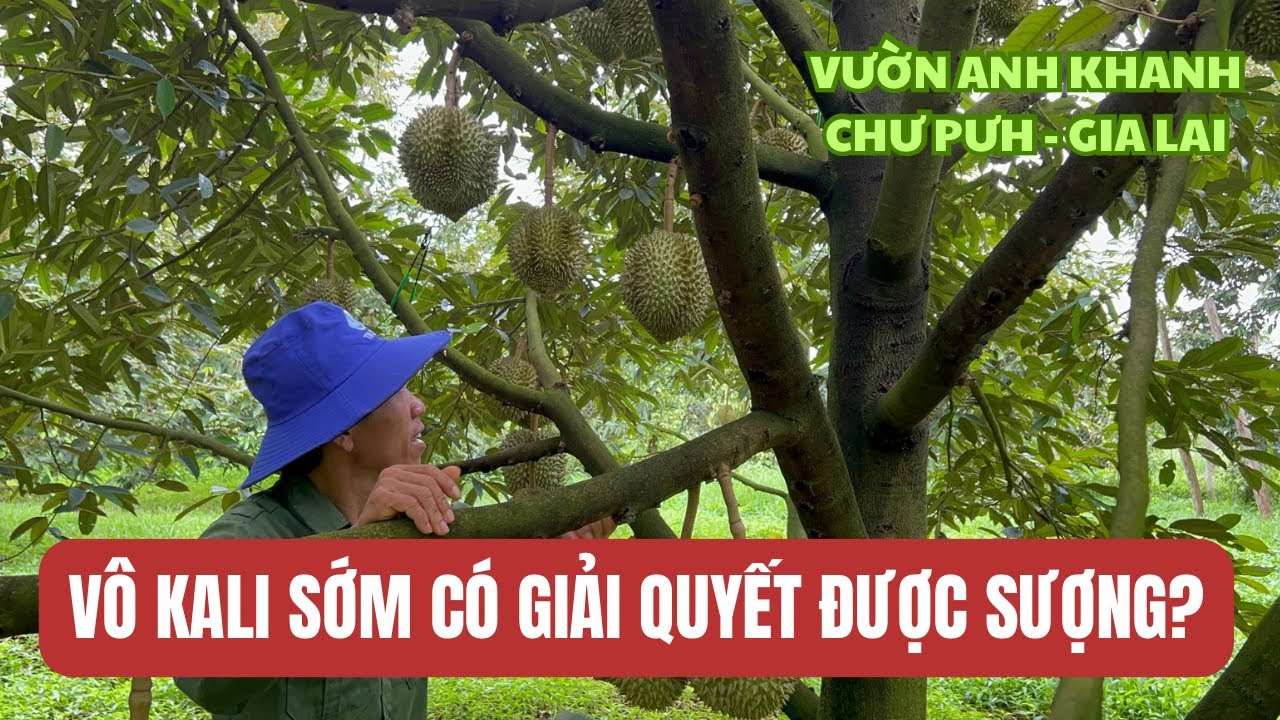 VÔ KALI SỚM CÓ GIẢI QUYẾT ĐƯỢC SƯỢNG? - VƯỜN ANH KHANH CHƯ PƯH, GIA LAI