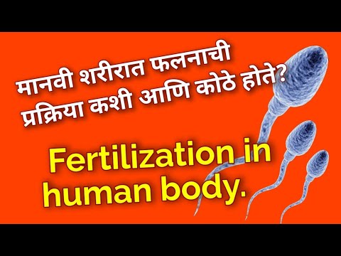 मानवी शरीरात फलनाची प्रक्रिया कशी आणि कोठे होते? | Fertilization in human body |  falan kothe hote?