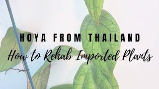 Hoya from Thailand How to Rehab Imported Plants Hoya from Thailand How to Rehab Imported Plants
