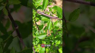 Rare moth! Firey Clearwing #ukwildlife #wildlife #nature #moths #insect
Rare moth! Firey Clearwing #ukwildlife #wildlife #nature #moths #insect Rare moth! Firey Clearwing #ukwildlife #wildlife #nature #moths #insect