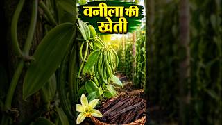 वनीला इतनी महंगी क्यों है?💸 Vanilla Farming का पूरा सच #shorts