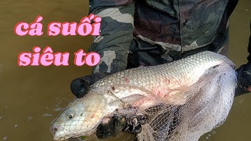 Dag 7 Werpnet om stroomvis te vangen en een grote karper te vangen #dieren | in miljoenen televisies