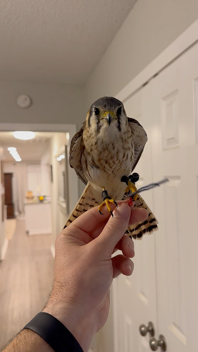 Double tid-bit for the last flight of the evening! #falconry #americankestrel #kestrel