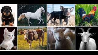 Cow, Horse, Dog, Pigs, Cats, Sheeps, Goat, Rooster, 8 Crazy Animal Sounds Youve Never Heard