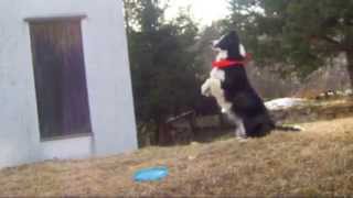 Aly Border Collie disc dog by Jessica24 640 views 11 years ago 3 minutes, 21 seconds