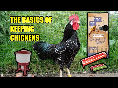 The Chicken Run: What Does The Ideal Living Space For Your Chickens Look  Like?