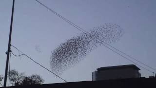 Birds Flying Phenomenon YouTube