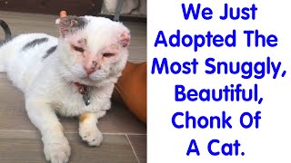 Most Wholesome Rescue Pet Photos Of The Month - rescue animals
