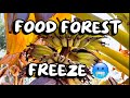 Florida Food Forest Freeze 🥶 What Survived 25 Degrees in My Tampa Food Forest
