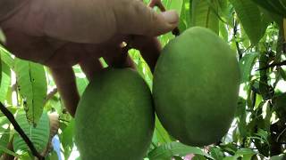 Most Northerly Mango Tree in the World- Part 1 Growing A Mango Tree In Northern California Part 1
