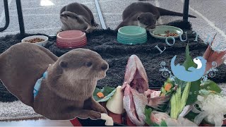 When we went to see otter Hana (Komugi's twin), Kotaro was jealous!