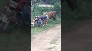 St 21 Yuvraj tiger sariska tiger reserve rajsthan