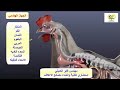 الجهاز الهضمي في الدجاج  مهندس فايز الكميلي