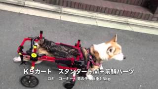 コーギーのロキ君４輪の犬用車いすに挑戦！