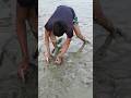 দৌড়ে দিয়ে ধরলো নদীর টেংরা মাছ। #shorts #fishing #viral #trending