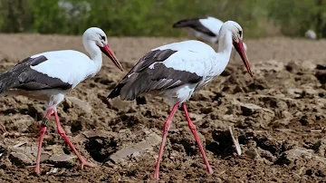 The White Stork / Wild World