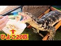 テン君(オオトカゲ)にひよこ20匹を与えてみた!